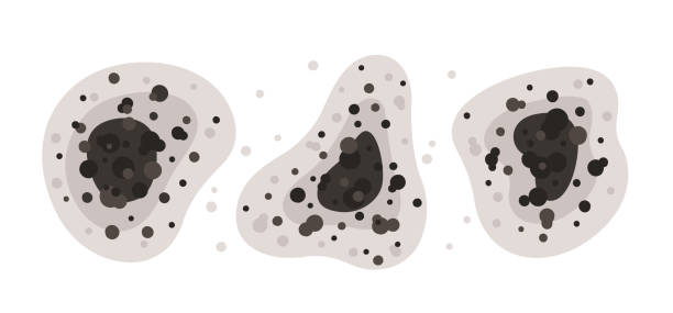 Best Air Quality Testing for Mold Spores  in Somerville, MA