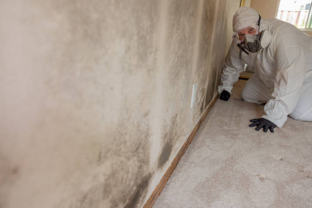 Best Mold-Related Health Consultation  in Somerville, MA